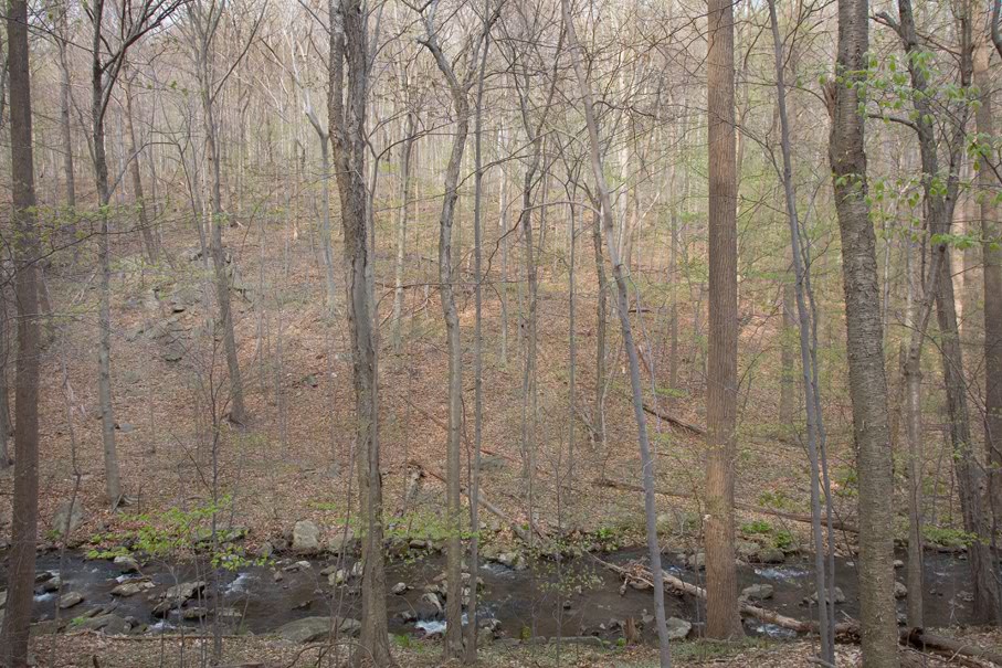 Color photograph by Barbara Beirne. This is an image of a wooded area taken from higher ground. A small river runs through the bottom of the frame, and fall leaves and branches cover the ground below.
                    
